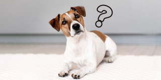 クイズ!犬のきもちを当てまSHOW!+犬のトレーニング体験