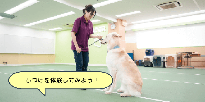 トレーニング基礎を学ぼう！犬のしつけ体験！