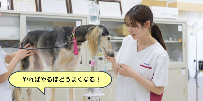 動物看護師必須のスキル！ワンちゃんのバイタルチェック