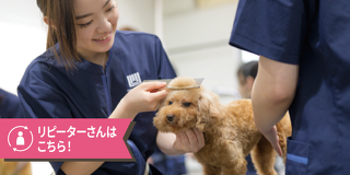 きれいに仕上げるコツを知ろう！グルーミング体験