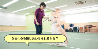 ドッグトレーナー必須スキル ドッグシグナル入門講座