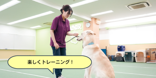 犬のトレーニングの第一歩！犬との信頼関係の結び方