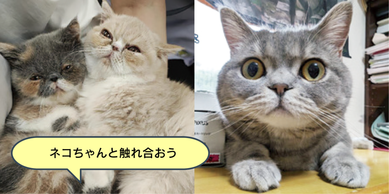 猫ちゃんの健康チェック＆身体の不思議を体験しよう！