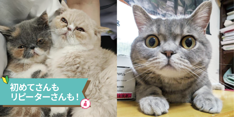 	猫ちゃんの健康チェック＆身体の不思議を体験しよう！