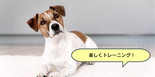 「麻紀先生の」トレーニングの第一歩 犬との信頼関係の結び方