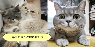 猫ちゃんの健康チェック＆身体の不思議を体験しよう！