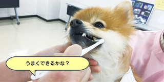 お口の健康は長生きの秘訣！デンタルケア体験