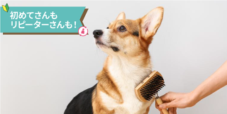 おうちでもできる♡ワンちゃんのケア体験