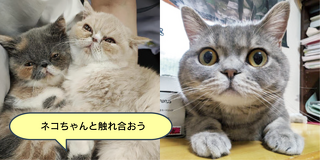 猫ちゃんの健康チェック＆身体の不思議を体験しよう！