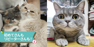 	
猫ちゃんの健康チェック＆身体の不思議を体験しよう！