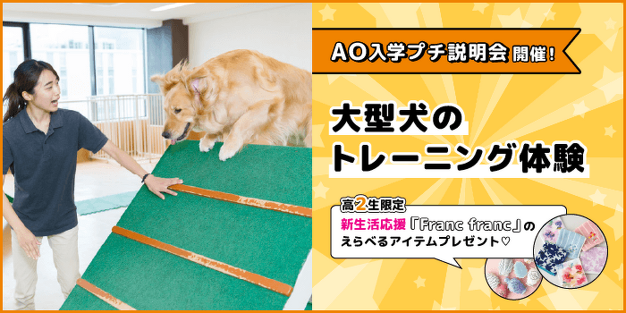 大型犬のトレーニング体験