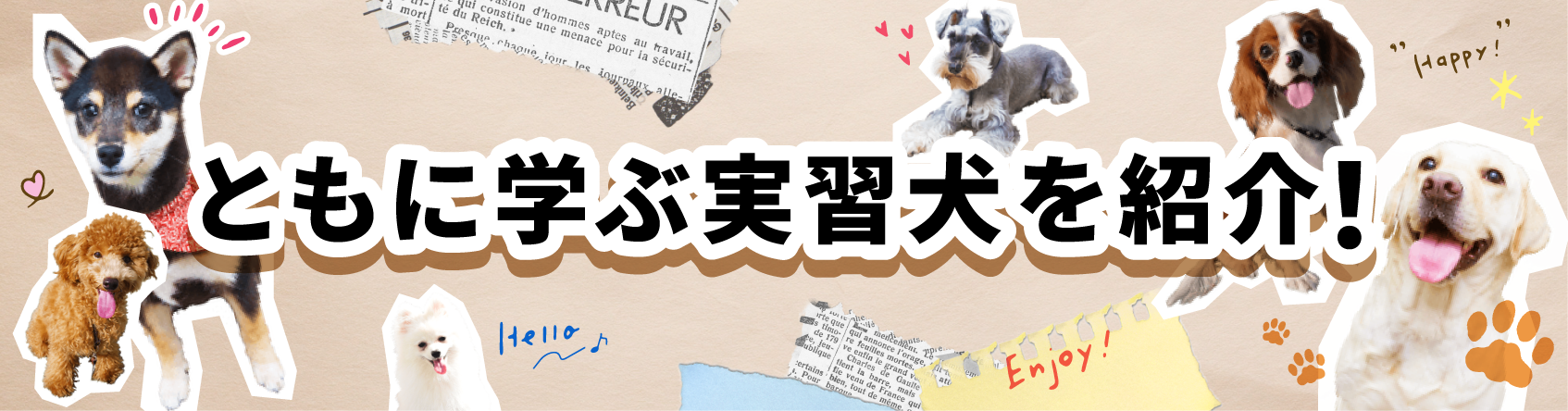 実習犬紹介