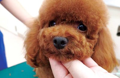 犬