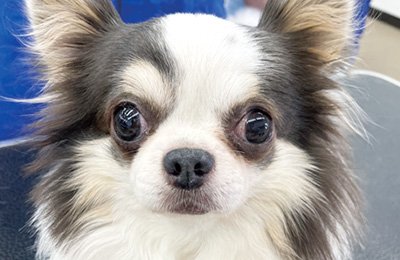 犬