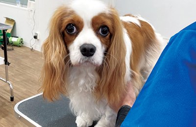 犬