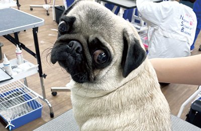 犬