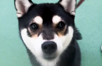 犬