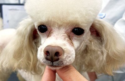 犬