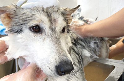 犬