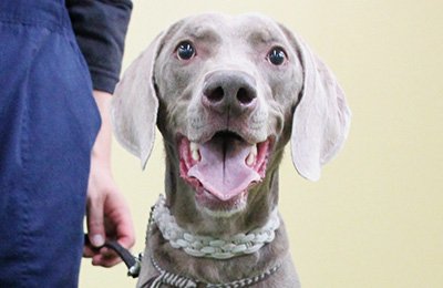 犬