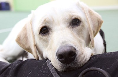犬