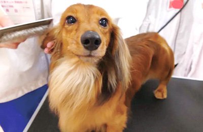 犬