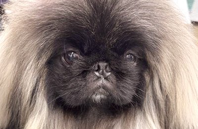 犬