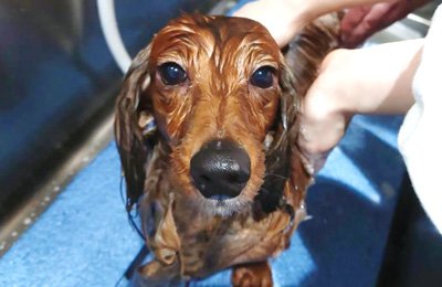 犬