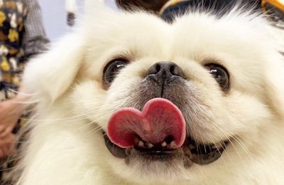 犬
