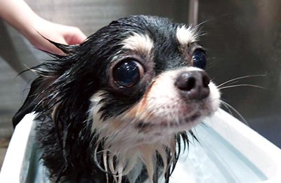 犬