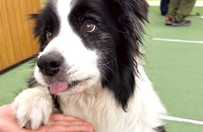 犬