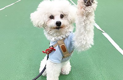 犬