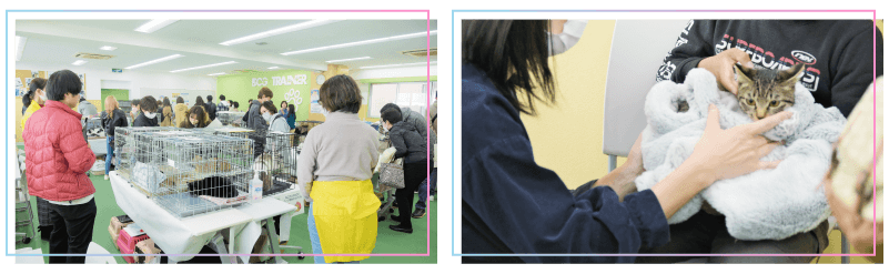 学内で猫譲渡会を開催
