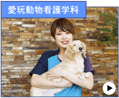 愛玩動物看護学科
